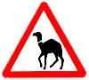 be cautious of camels